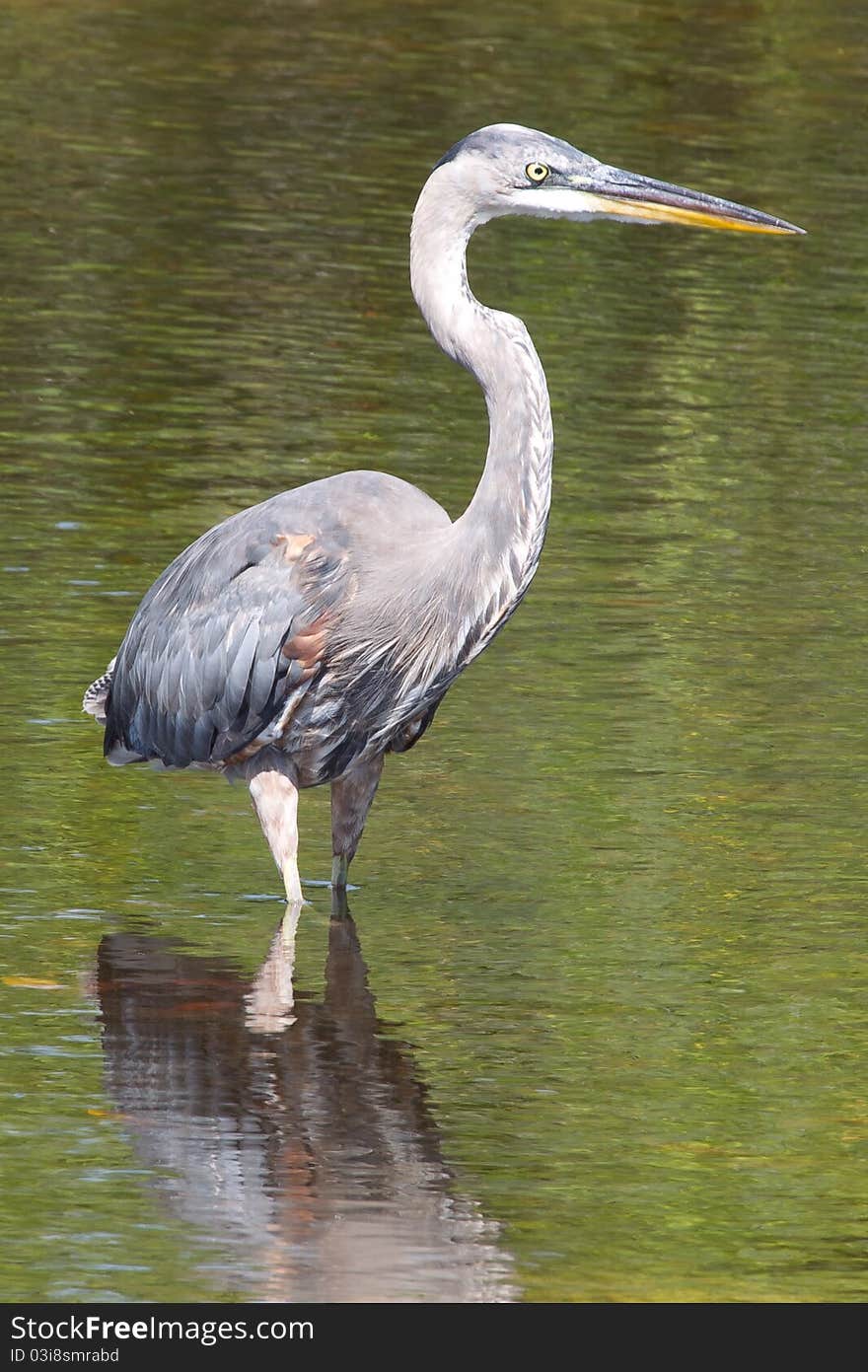 Great Blue Heron (Ardea herodias). Great Blue Heron (Ardea herodias)