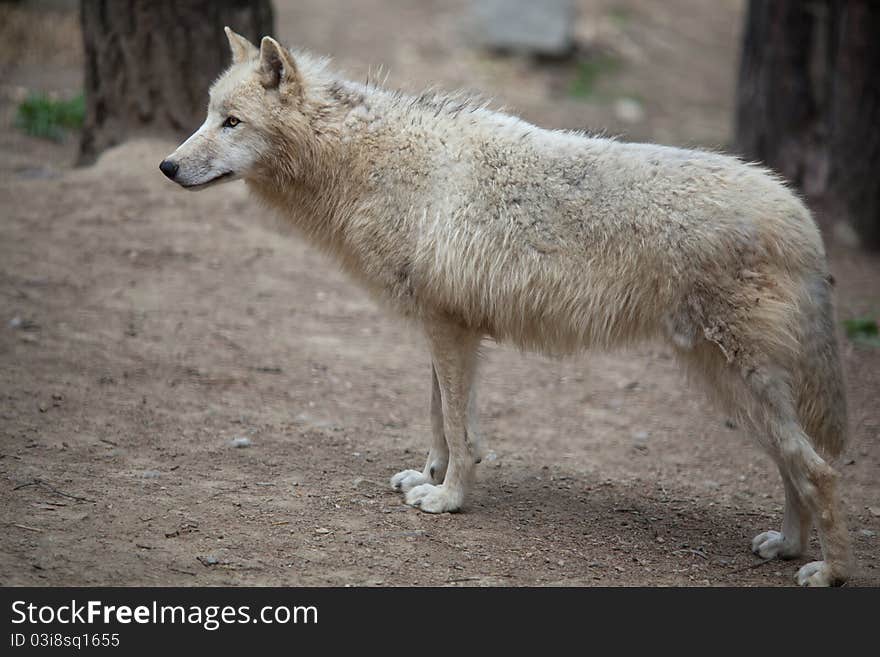 Arctic Wolf (Canis lupus arctos) aka Polar Wolf or White Wolf - Close-up portrait of this beautiful predator