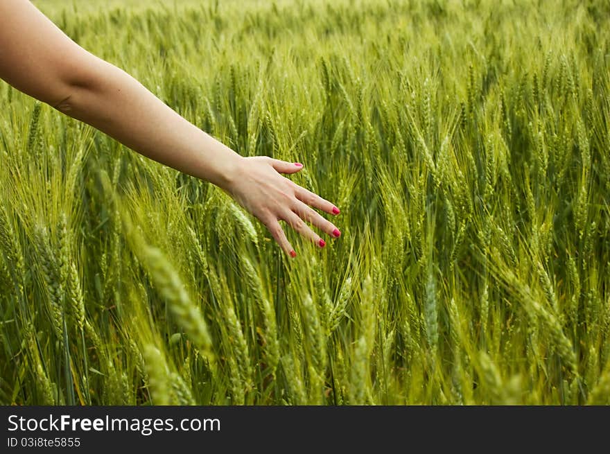 Green spikelets with woman palms