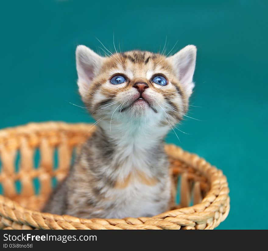 Adorable baby kitty in basket looking up over green background. Adorable baby kitty in basket looking up over green background