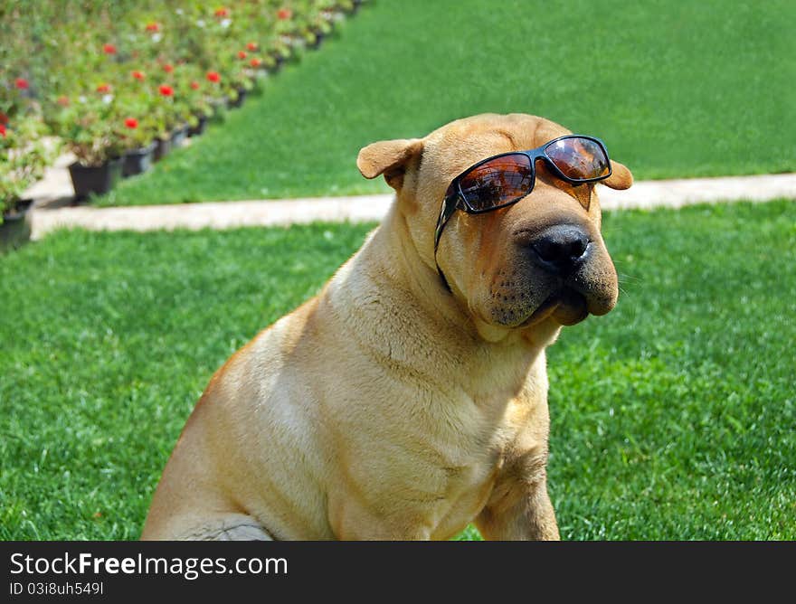 Adorable shar pei portrait in sunglasses outdoor. Adorable shar pei portrait in sunglasses outdoor