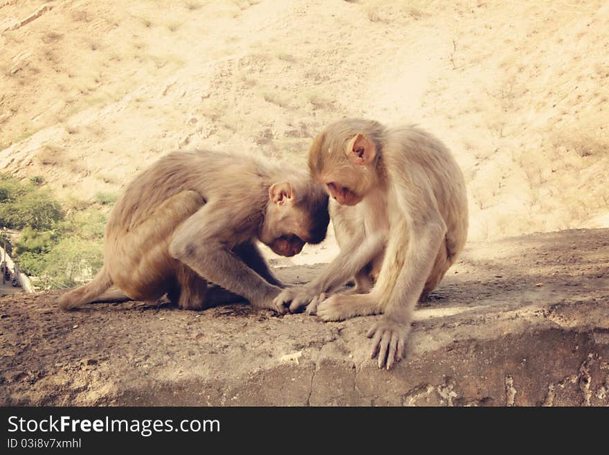 Two monkeys paying on a wall in an indian temple. Two monkeys paying on a wall in an indian temple