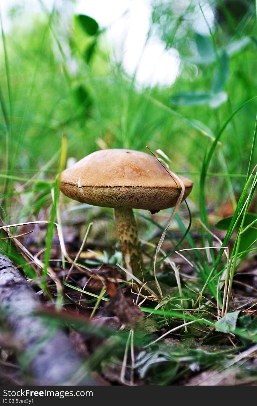 Mushroom In Glade