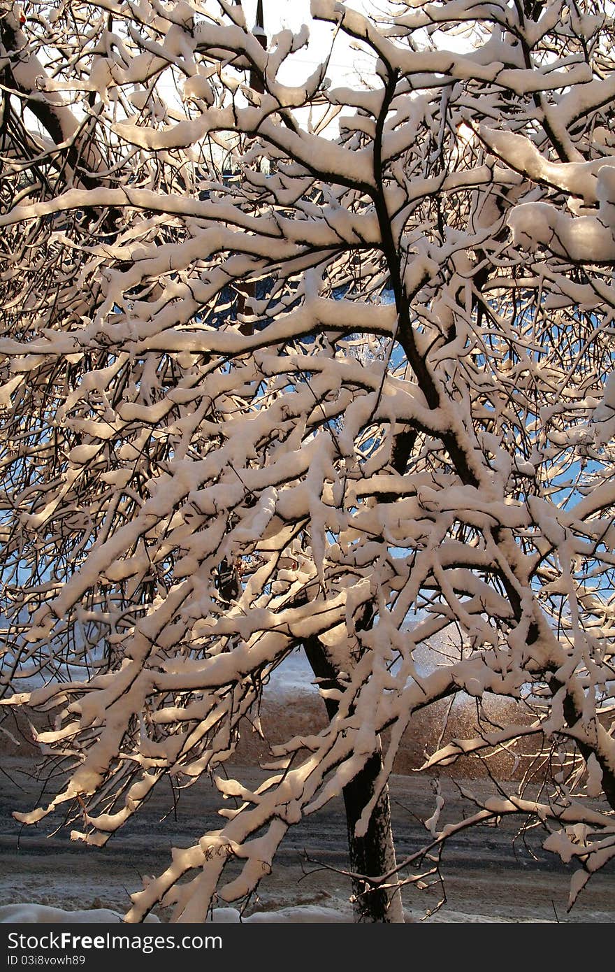 Snow-covered branches of trees in winter