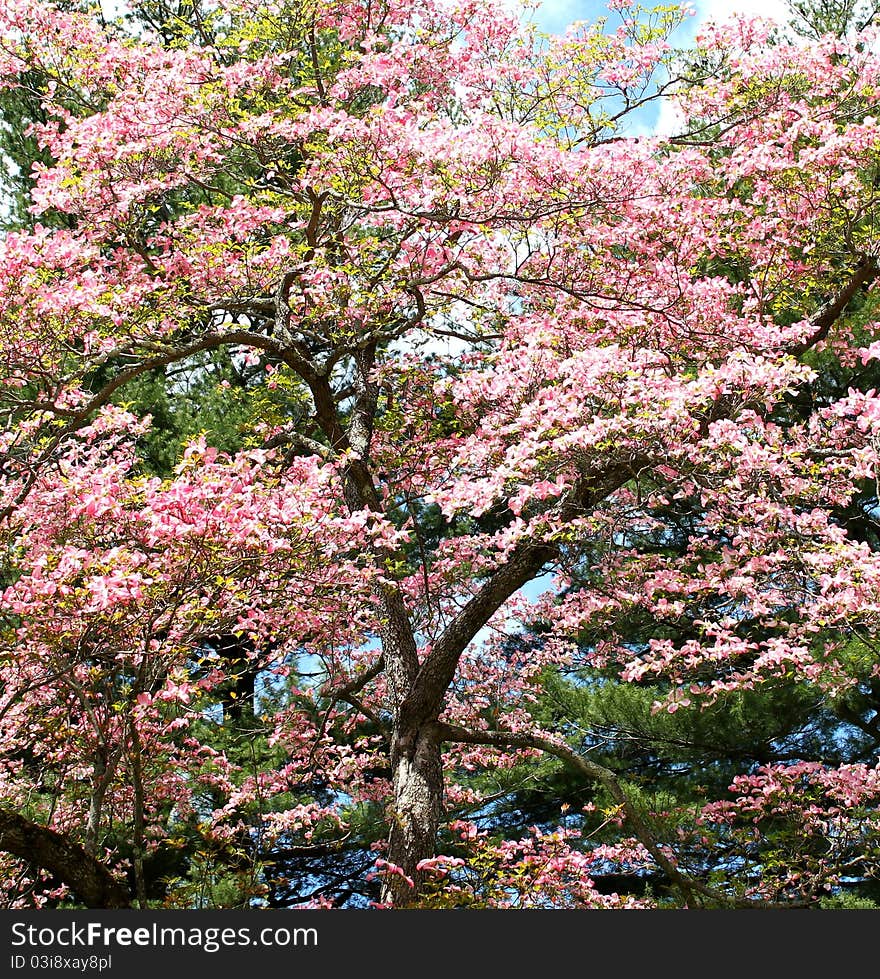 Cherry blossom tree with pine tree in the background