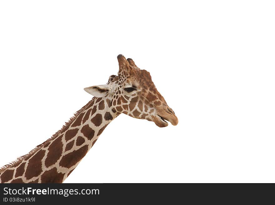 A long neck Giraffe on white background. A long neck Giraffe on white background