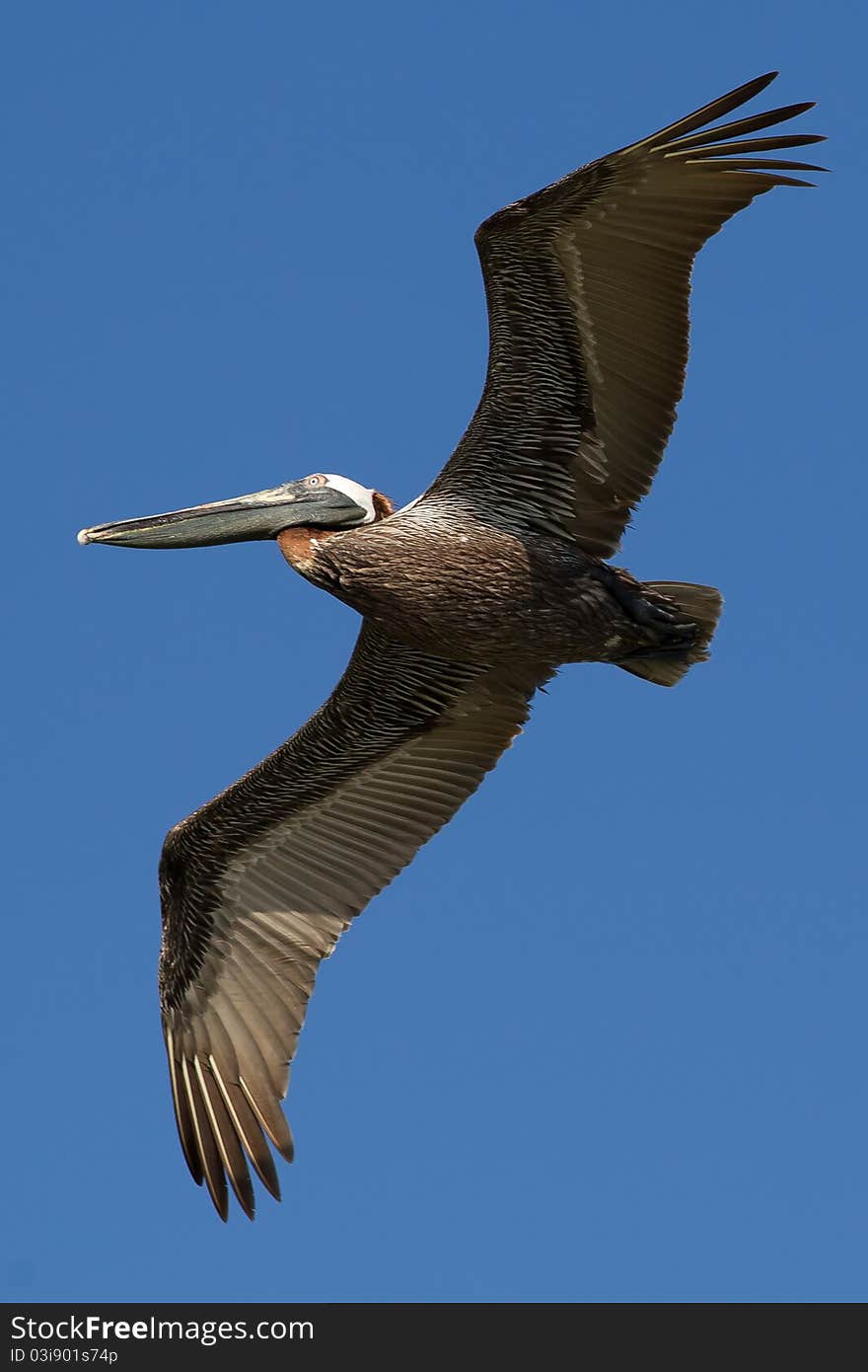 Brown Pelican in Flight Captiva, Florida. Brown Pelican in Flight Captiva, Florida