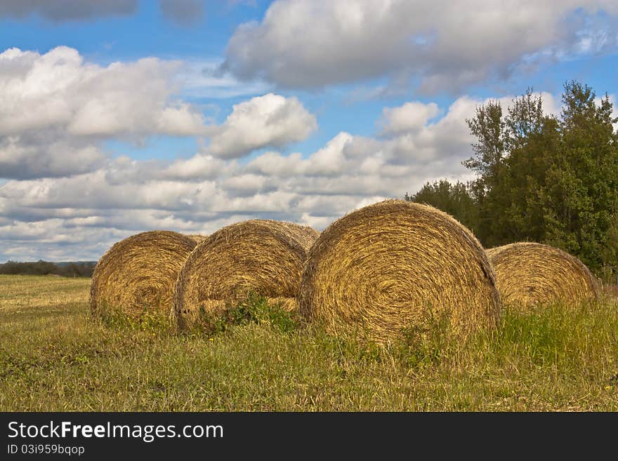 Hay Bales in Field