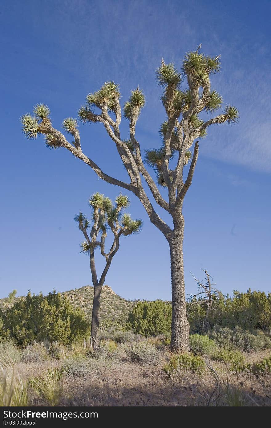 Joshua Tree National Park in spring. Joshua Tree National Park in spring.