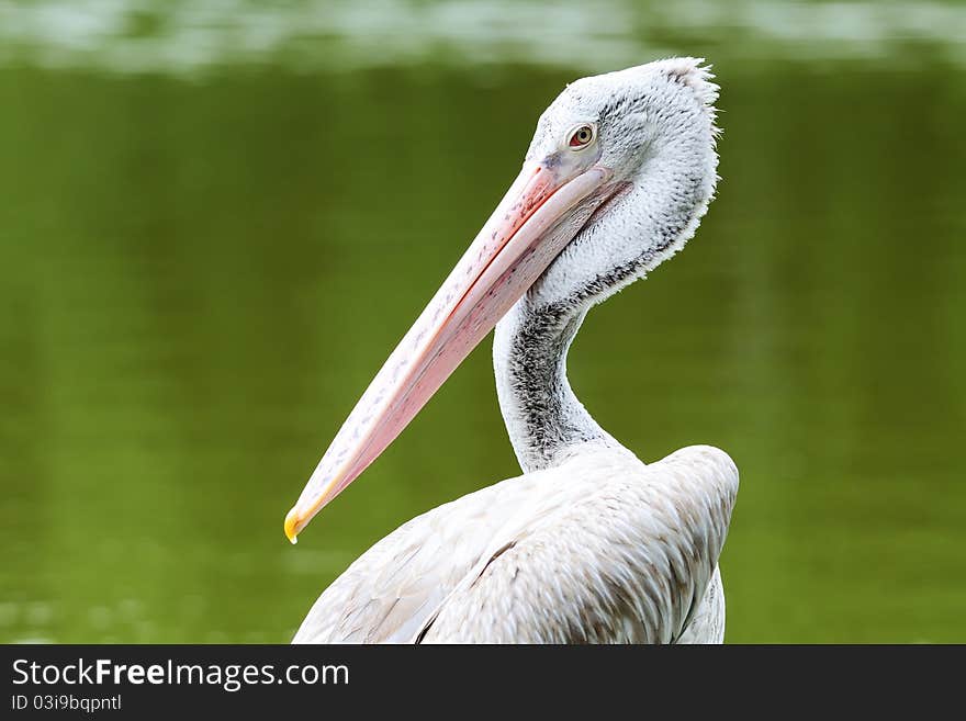 Pelican