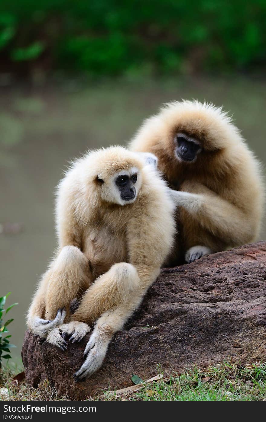 White Cheek Gibbon