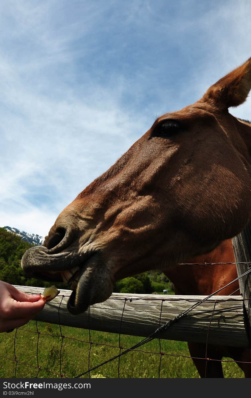 A mule taking an apple piece from a hand. A mule taking an apple piece from a hand