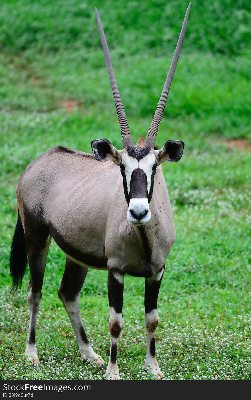 Gemsbok Antelope standing in the grass field