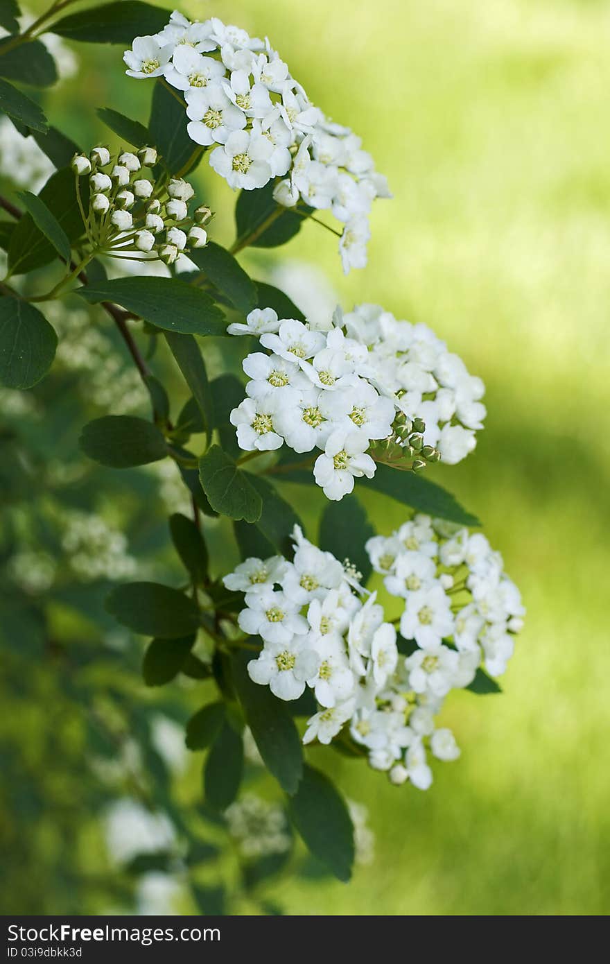 A spring blooming bridal-wreath spiraea with tiny white flowers. Also known as the Vanhoutte Spiraea, this shrub grows six to eight feet tall and 10 to 12 feet wide. The bridal-wreath has arching branches that curve to the ground and is covered with tufts of small white flowers in late spring. Leaves are greenish blue. A sun loving plant adaptable to most soils often used as a hedge or border. A spring blooming bridal-wreath spiraea with tiny white flowers. Also known as the Vanhoutte Spiraea, this shrub grows six to eight feet tall and 10 to 12 feet wide. The bridal-wreath has arching branches that curve to the ground and is covered with tufts of small white flowers in late spring. Leaves are greenish blue. A sun loving plant adaptable to most soils often used as a hedge or border.