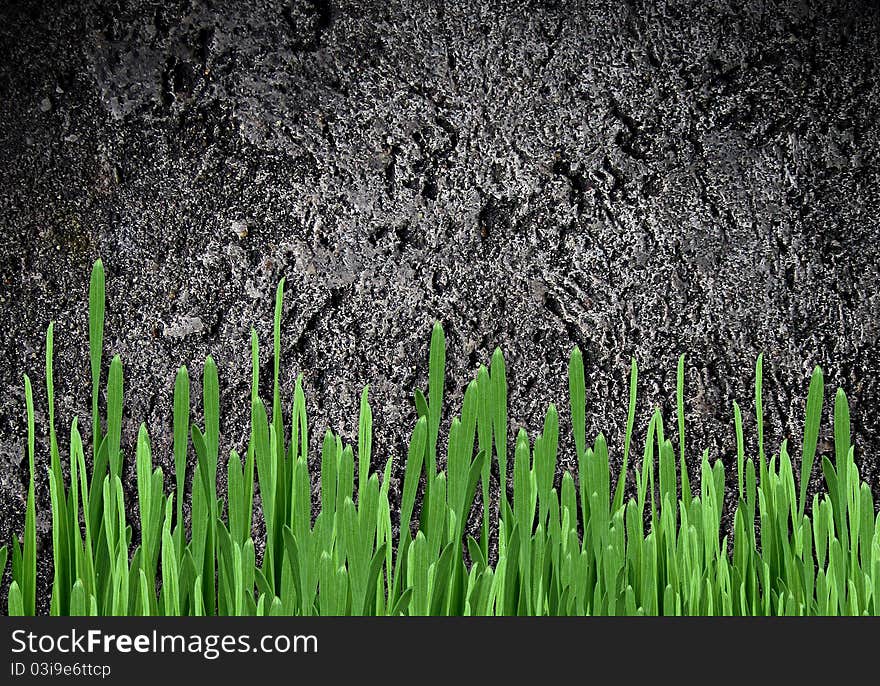 Cement wall with green grass for design