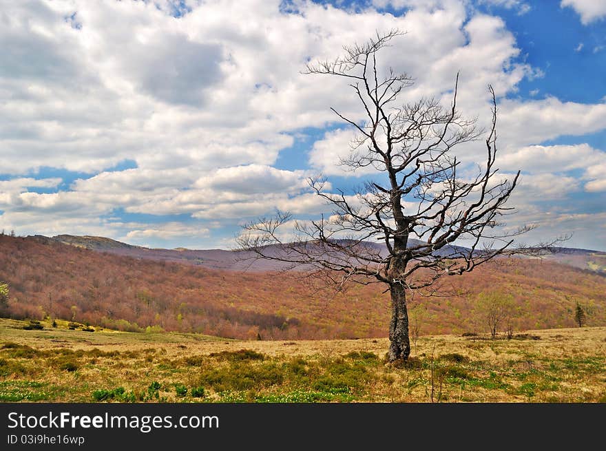 Lonely dying tree in the mountains