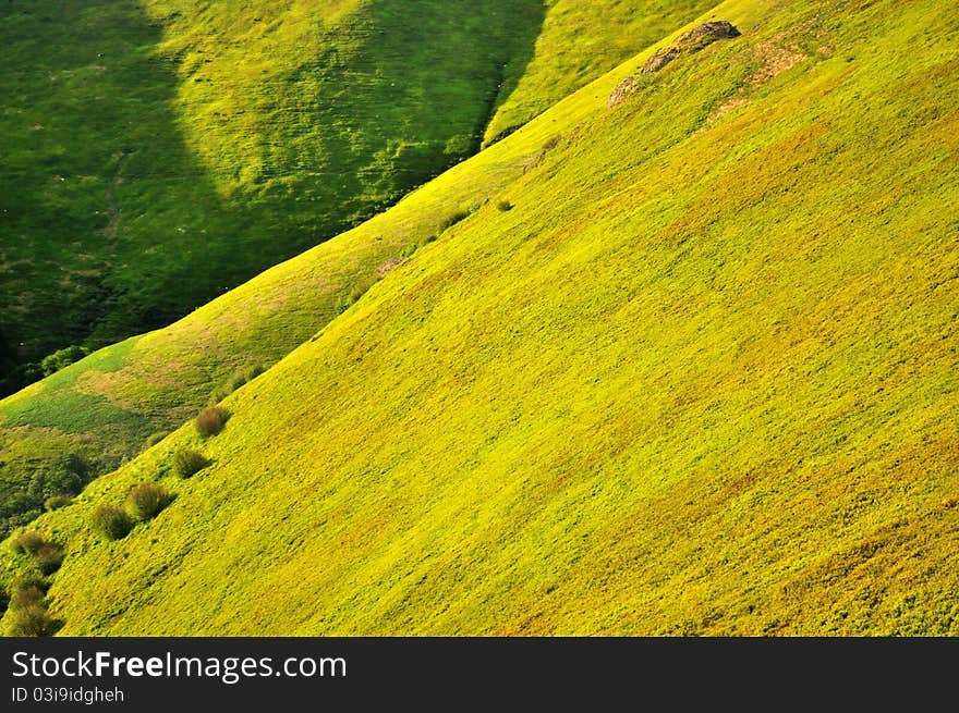 Spring mountain slopes covered with fresh green bilberry bushes. Spring mountain slopes covered with fresh green bilberry bushes