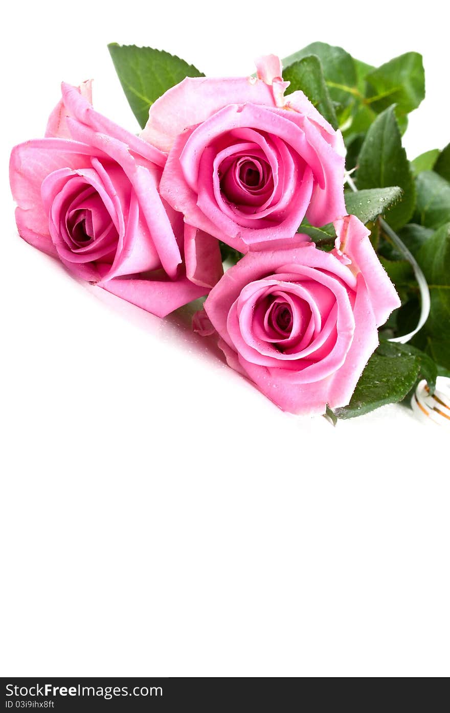 Pink fresh roses isolated on a white background