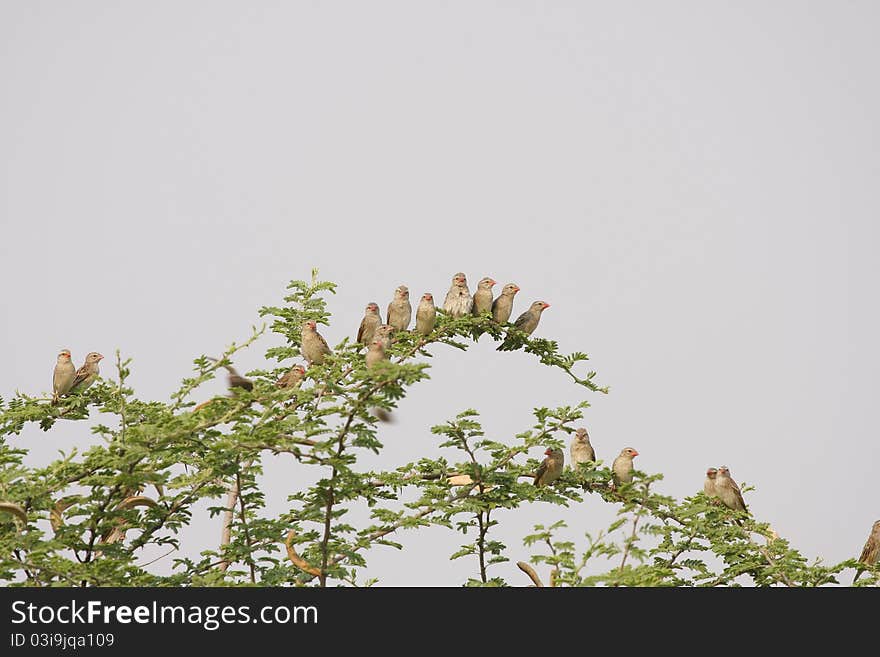 Africa's most prolific bird, the red billed quelea, making the branches bend with the weight of them