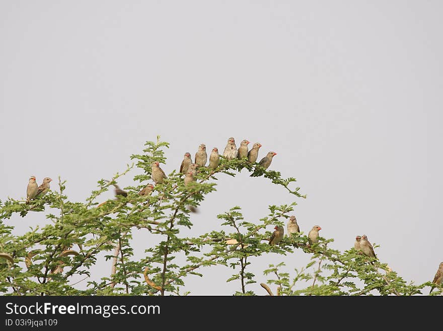 Red Billed Quelea