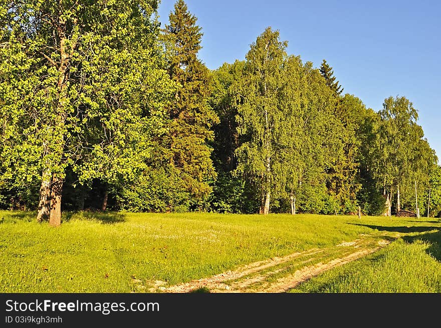 Forest edge and dirt road at sunset