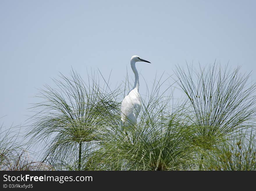 Lookout in the papyrus