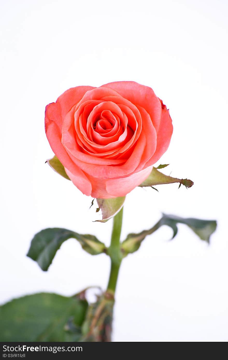 One pink rose isolated on white