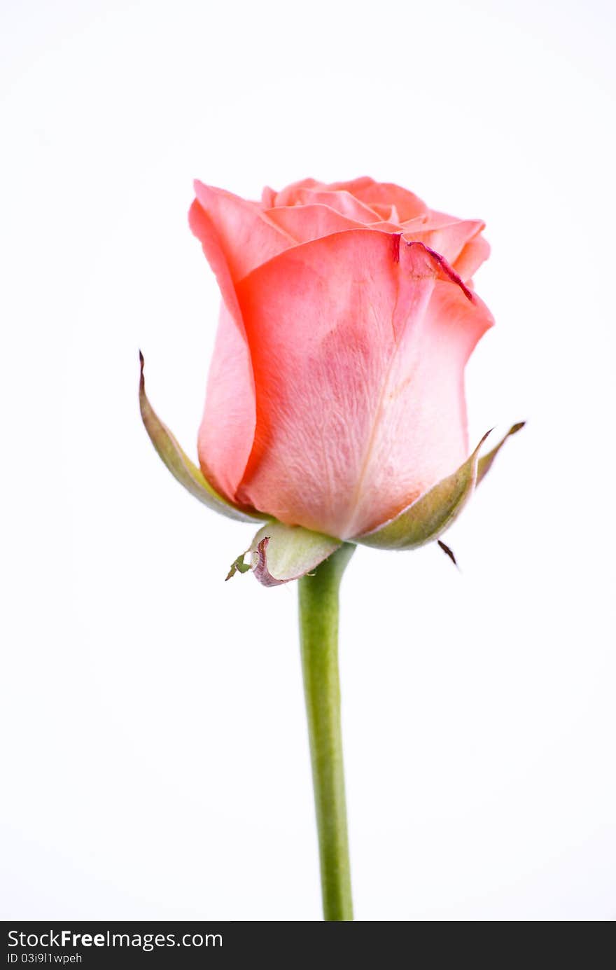 One pink rose on white background