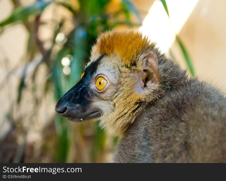 Eulemur fulvus rufus - lemur ape with bright yellow eyes