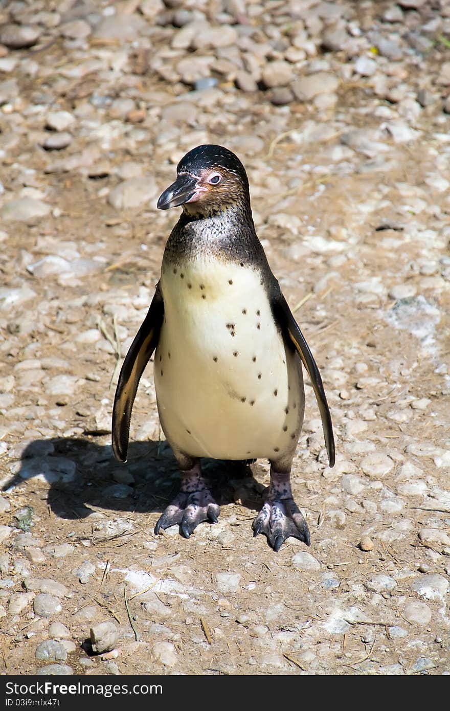 Penguin Is Waiting For Food