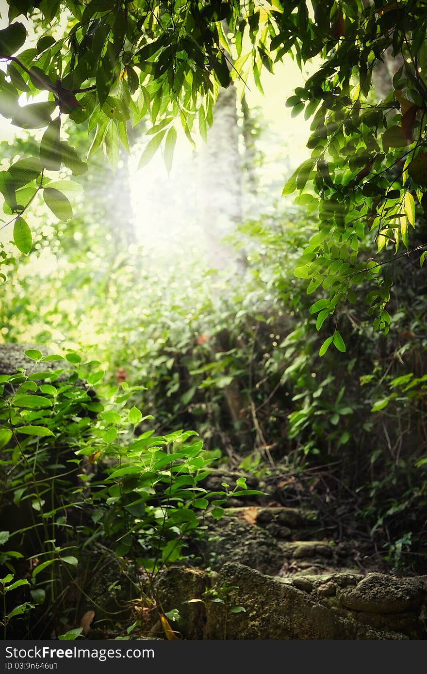 Fragment like view of nice summer forest with sun shine getting through the leafs