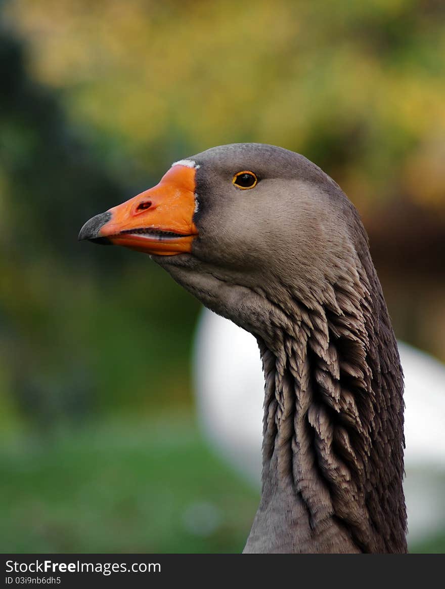 Portrait of beautiful goose in the park. Portrait of beautiful goose in the park