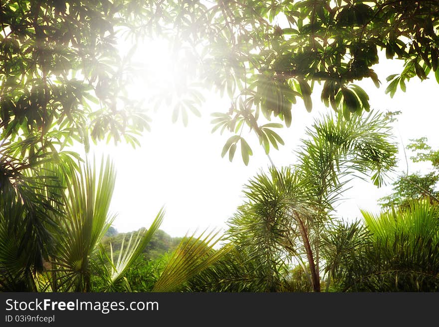 Fragment like view of nice summer forest with sun shine getting through the leafs. Fragment like view of nice summer forest with sun shine getting through the leafs