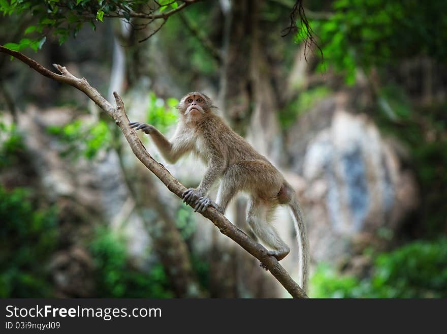 View of nice wild monkey natural tropical environment