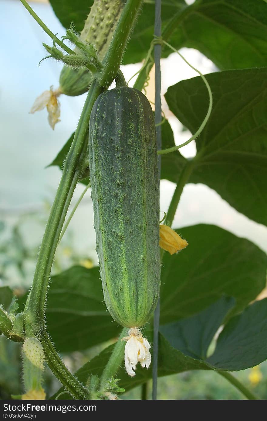 Bright Green Cucumber