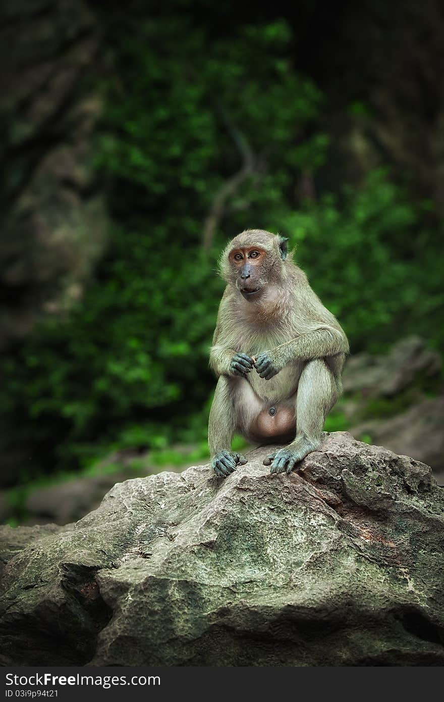 View of nice wild monkey natural tropical environment. View of nice wild monkey natural tropical environment