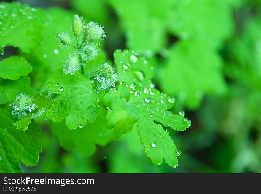 Green leaf with water drops