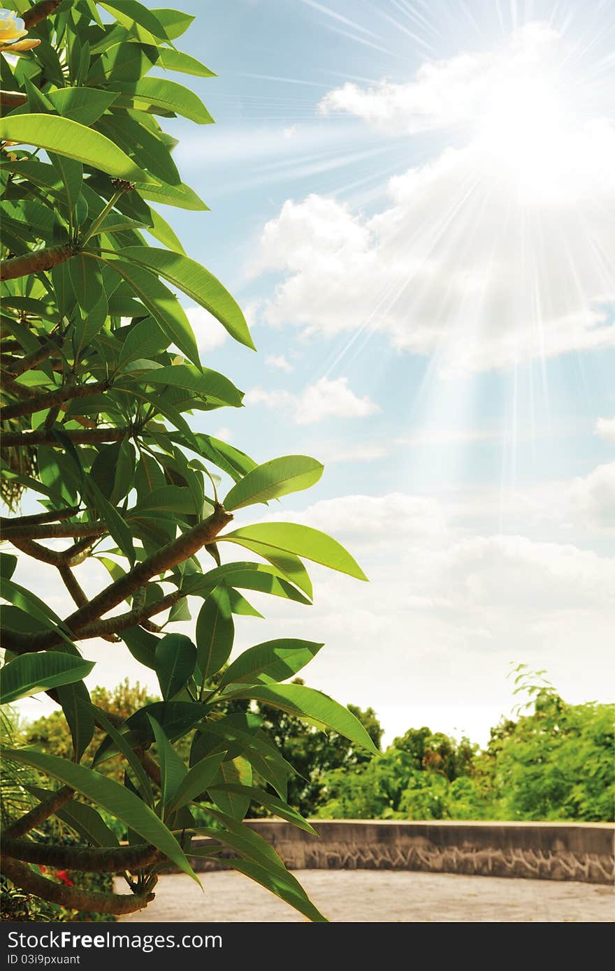 Fragment like view of nice summer outdoor with sun shine getting through the leafs