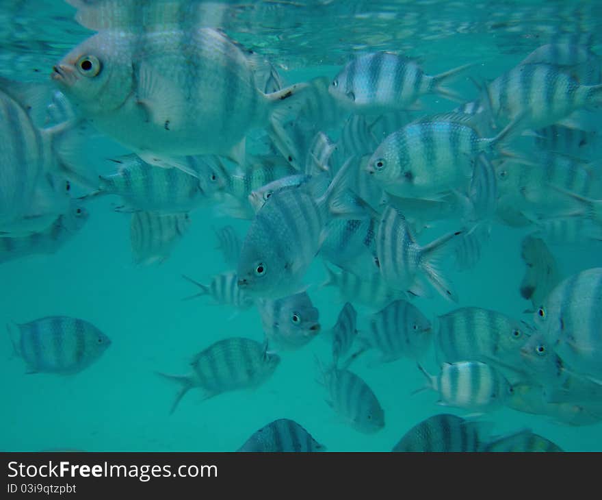 Crystal clear sea water surrounded by fish. Crystal clear sea water surrounded by fish