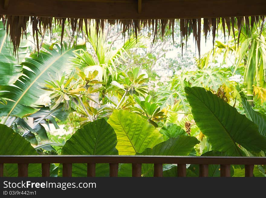 Fragment like view of nice misty tropical forest. Fragment like view of nice misty tropical forest