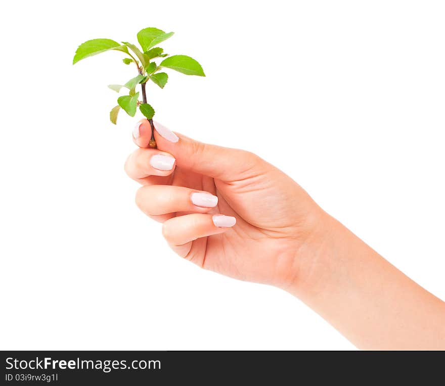 Green plant in the hand on white background