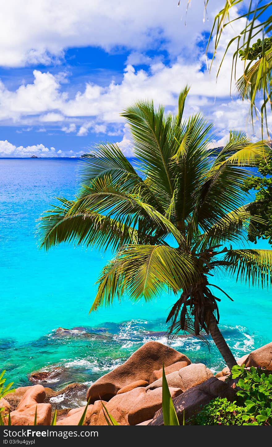 Palm on tropical beach - nature background