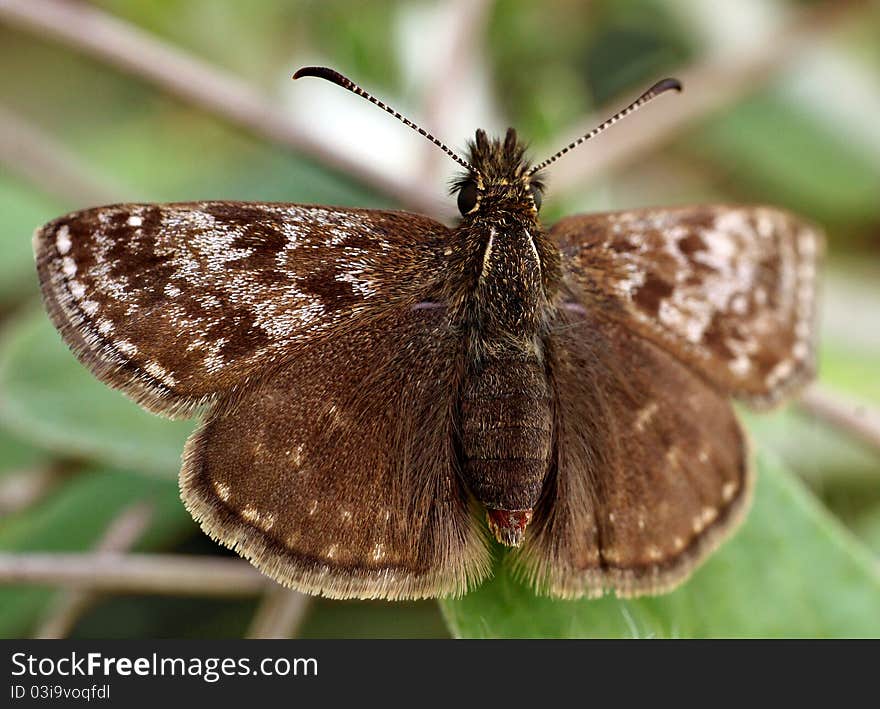 The butterfly on a flower