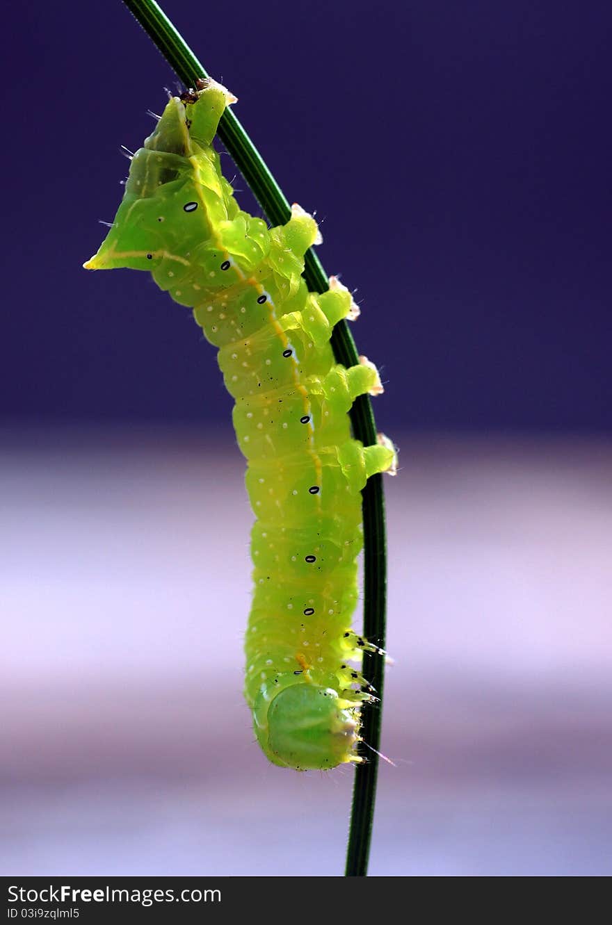 Caterpillar