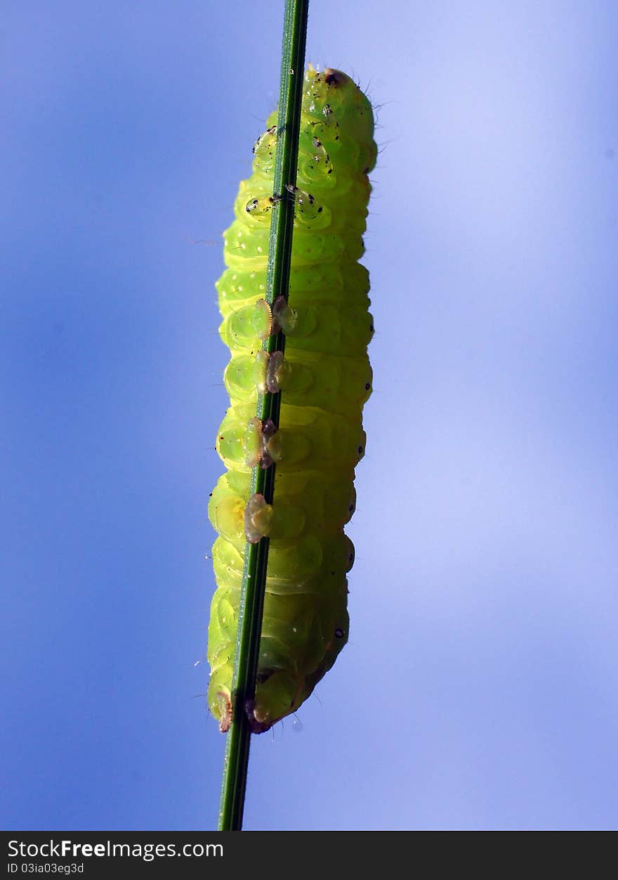 Caterpillar