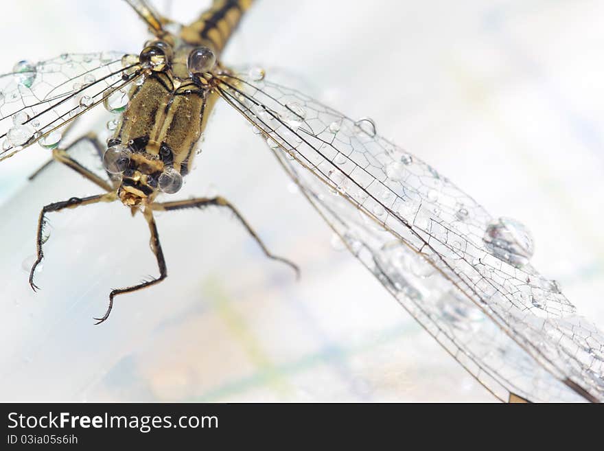 Dragonfly and drop water and white background