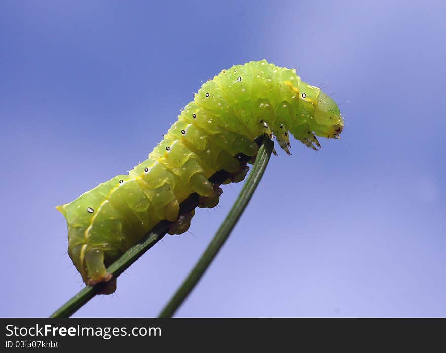 Caterpillar