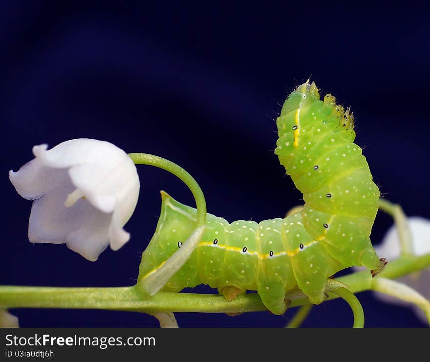 Caterpillar