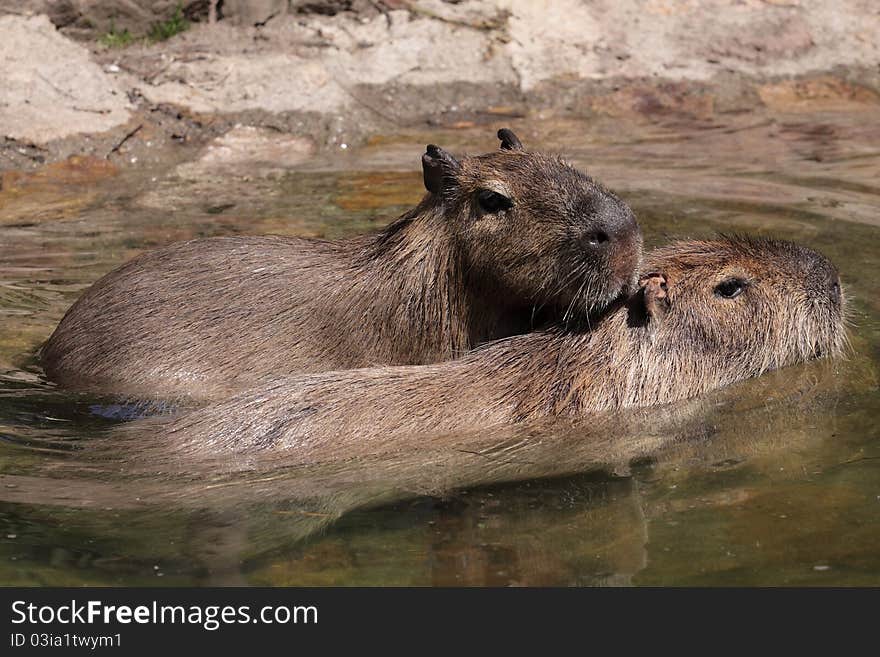 Capybara