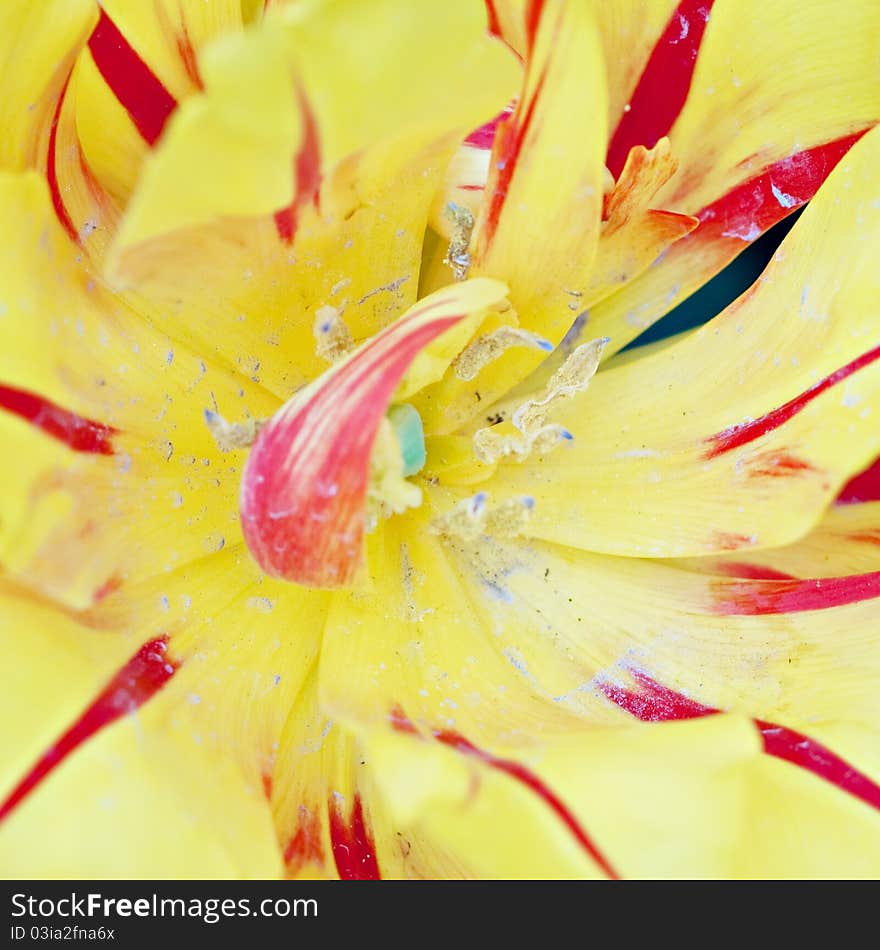 Red-yellow tulip.